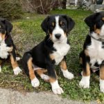 B-Wurf - vom grosse Moos