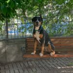 Zuchthund - vom grosse Moos