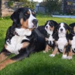 Ora vom grosse Moos mit ihrem A-Wurf