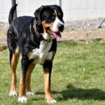 vom grosse Moos - Ora vom Obersteckholz