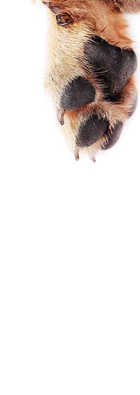 Hintergrundbild Pfote - vom grosse Moos