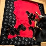 C-Wurf - vom grosse Moos